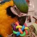 My Parrot ZOÉ